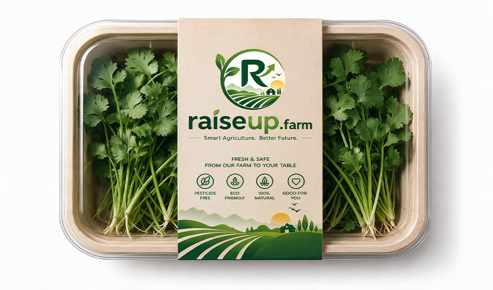 Coriander